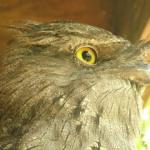 Newcastle - Blackbutt Reserve 